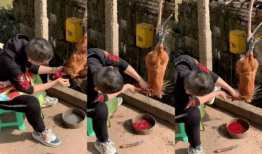 杀鸡视频,高清视频带你直击真实屠宰过程