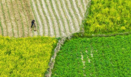 在希望的田野上,追寻乡村振兴的美丽画卷